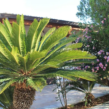 Levriero1 * カリーニ