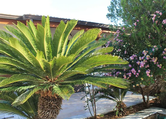 Levriero1 * Carini